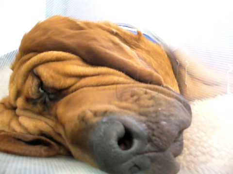bloodhound