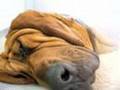 Bloodhound video