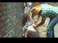 videos de MATANDO 1 CHIVO PARA VIRRIA SAN ISIDRO MAZATEPEC