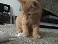 gigi cat destroying the toothbrush gigi cat destroying the toothbrush
