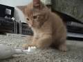 gigi  cat destroying the toothbrush