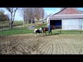Harley and I pony J-lo and Dana and Rocky pony Diva. Both did very well. It was the first time we took them to the arena and we had just worked it up so it was deep and they were tired quickly! They both caught on really quick and were no trouble at all! I claim no rights to the audio