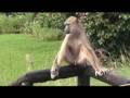 Zomba Baboons