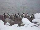 gentoo rookery 3 gentoo rookery 3