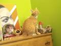 Fat Bad Cat
