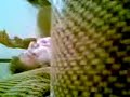 Anderw passed out an�tiqued