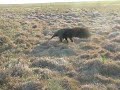 Oso Hormiguero (Hato El Frio parte 1) Oso Hormiguero (Hato El Frio parte 1)