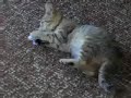 Little Joe plays with a mouse
