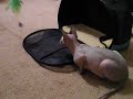 Mr. Furley chasing feather toy