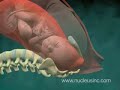 Animación Médica de 3D sobre el Parto Vaginal Normal (Nacimi