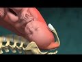 Animación Médica de 3D sobre el Parto Vaginal Normal (Nacimi