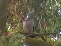 Wood Pigeon - bird watching