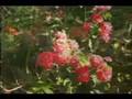 videos de Parador Lumiar 01