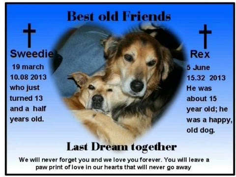 how to treat t rex arms