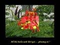 Phượng Xa - Nhạc Võ Tá Hân - Thơ Huỳnh Văn Dung