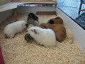 New 8ft Guinea pig cage part II