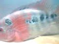 ayiE Fish ayiE Fish