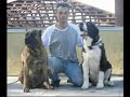 Giant dog