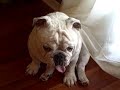 Herschel the Bulldog loves the camera!