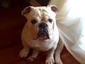 Herschel the Bulldog loves the camera!