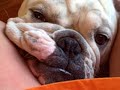Herschel the Bulldog loves the camera!