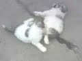 puppy mioritic puppy mioritic