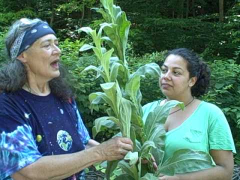 how to harvest mullein