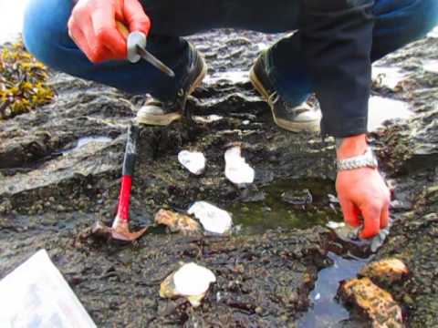 how to harvest oysters by hand