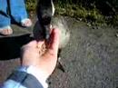 Hawaiin Goose feeding