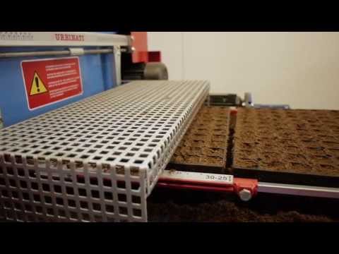 how to transplant from seedling tray