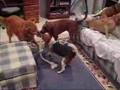 Beagle video