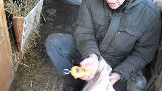 Забой кролика Видео! Видео сёрфинг Забой кролика Видео! Видео сёрфинг