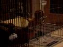 Bracer barking