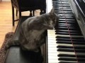 Chat qui joue du piano