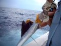 TEXAS fishing WILDCATTER double header sailfish