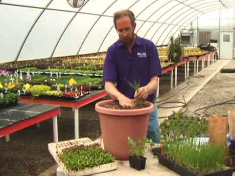 how to grow veg in a pots