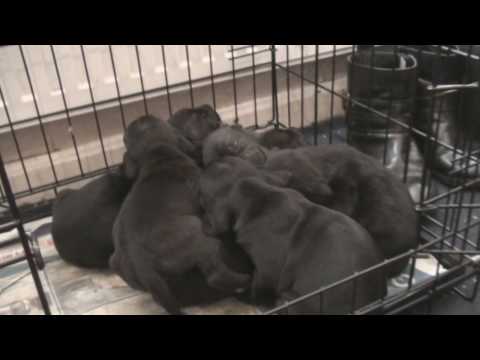 cane corso