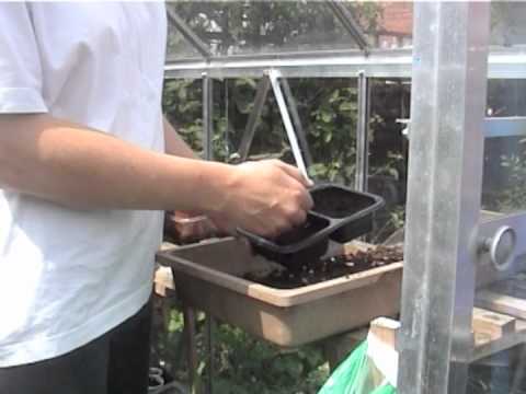 how to grow celery root