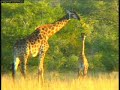 Amazing Giraffe Sighting!!