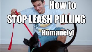 how to not to pull on leash how to your to not pull on the leash vidinfo how to not to pull on leash how to your to not pull on the leash vidinfo