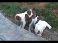 English Bulldog Puppies, Bulldogs