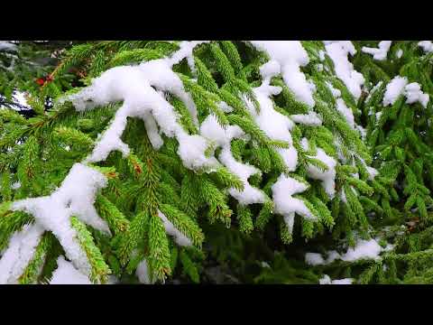 Барановичи день за днем. 01.02.26.