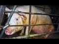 Concealed Cruelty - Pork Industry Animal Abuse Exposed