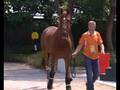 Olympic horses settle in six-star stables in Hong Kong