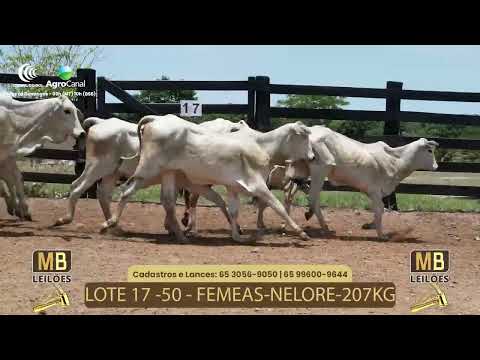 521� LEIL�O VIRTUAL MB LEIL�ES
