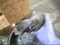 Disposing-of-a-Dead-