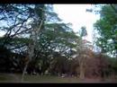 trees
