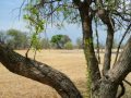 Hunting in Namibia Africa with Baobab Game Ranch