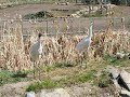 cranes whooping cranes whooping