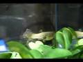 Live Guppy Birth